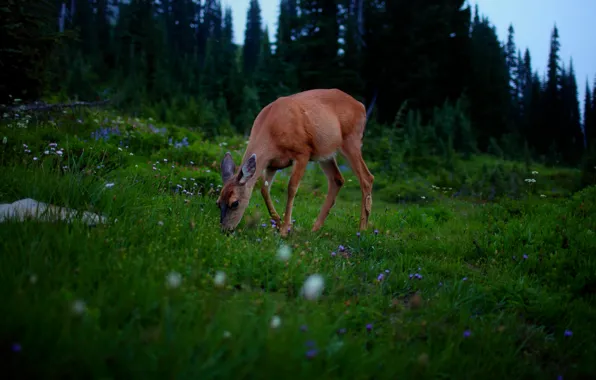 Картинка природа, животное