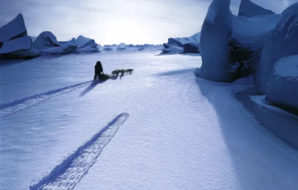 Картинка собаки, снег