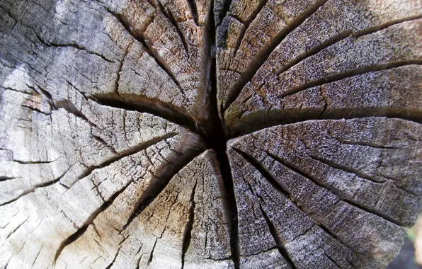 Картинка звезды, деревья, трещины, спил