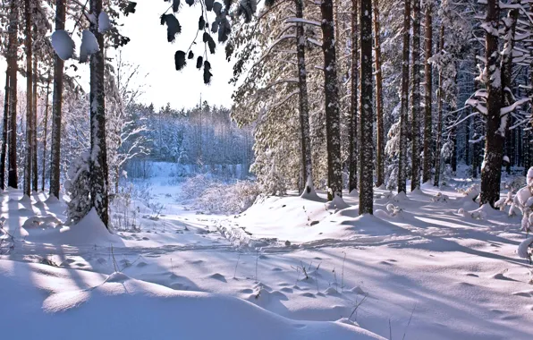 Картинка зима, лес, солнце, снег, тень, forest, winter, snow