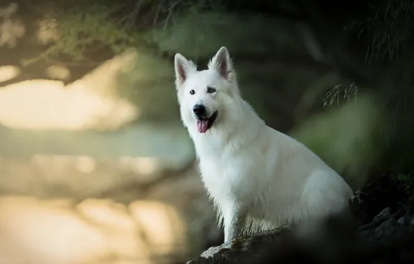 Картинка собака, боке, Белая швейцарская овчарка