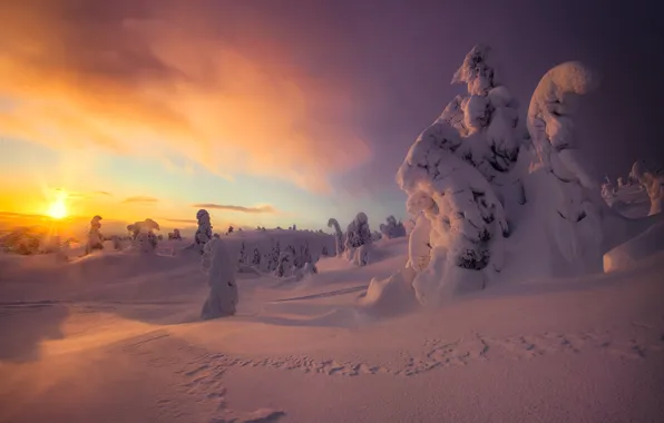 Картинка Кандалакша, лучи, снег, природа, зима, деревья, ели, Елена Ермолина