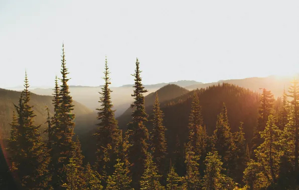 Картинка лес, свет, горы, утро