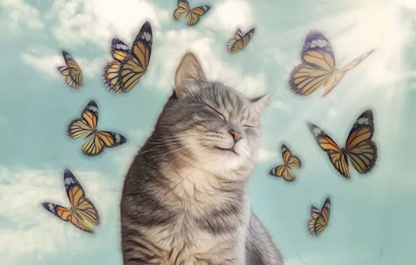 Картинка кот, бабочки, блаженство
