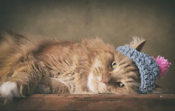 Кошка, кот, лежит, шапочка, мейн-кун