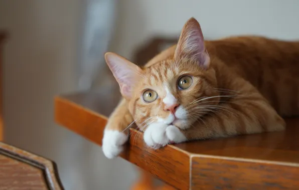 Картинка рыжая, кошка, лежит, взгляд, стол, портрет, кот