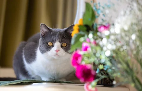 Кошка, кот, взгляд, цветы, поза, букет, шторы, мордашка