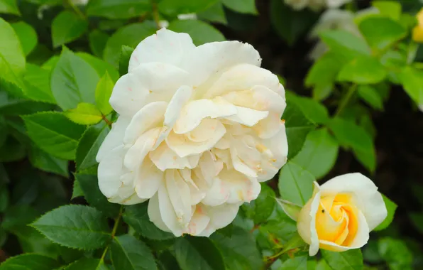 White, flower, roses