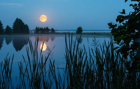 Картинка трава, вода, пейзаж, ночь, природа, отражение, луна, Сергей Сергеев