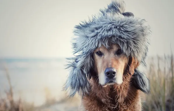 Картинка друг, собака, шляпа
