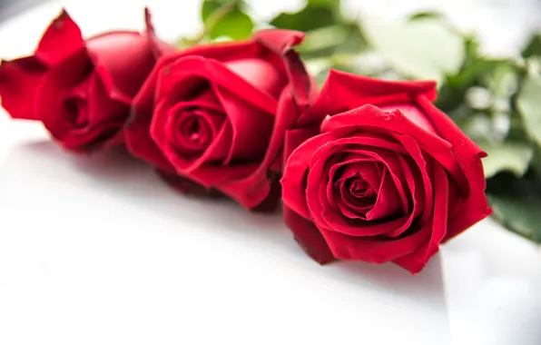 Цветы, розы, букет, красные, red, бутоны, flowers, romantic