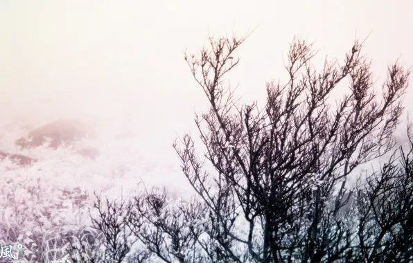 Картинка снег, дерево, dream production