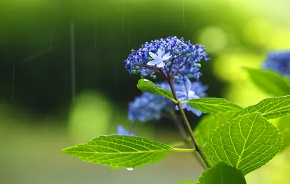 Картинка листья, цветы, дождь, зеленый чай, райский чай