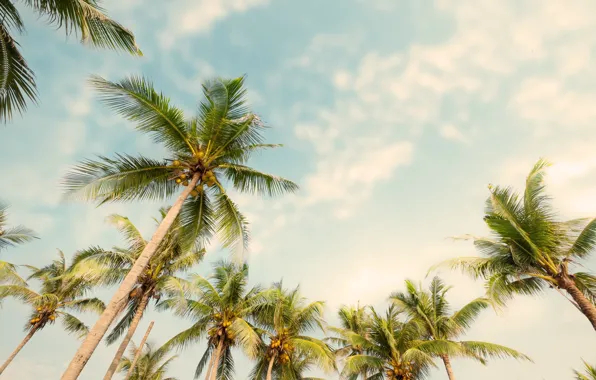 Картинка пляж, лето, небо, пальмы, summer, beach, beautiful, paradise