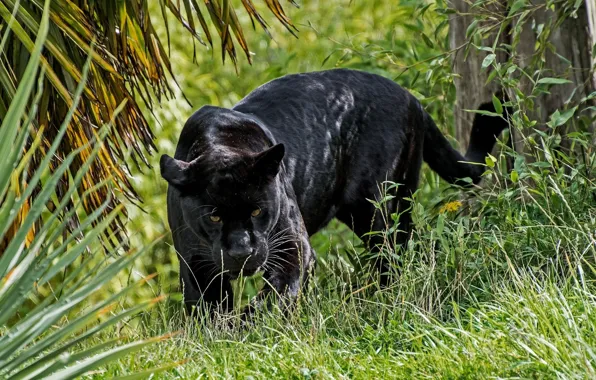 Картинка хищник, пантера, дикая кошка, смотрит, чёрный ягуар
