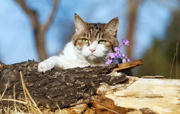 Кошка, кот, взгляд, морда, цветы, природа, портрет, бревно