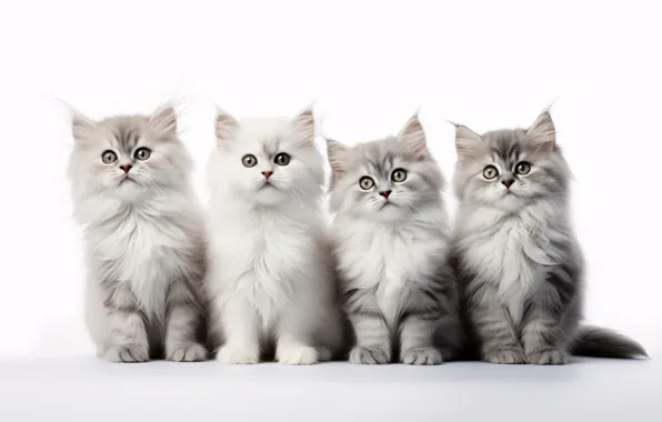 Кошка, белый, взгляд, кошки, поза, котенок, вместе, котята