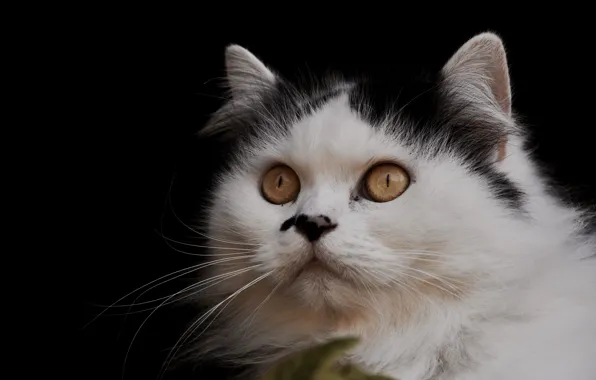 Кошка, кот, фон, портрет, мордочка, взгяд