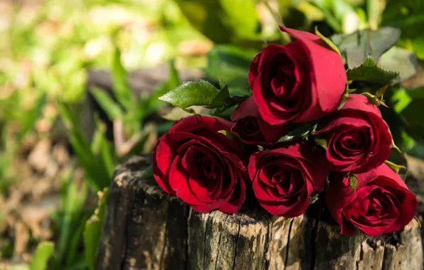 Букет, red, wood, romantic, roses, красные розы