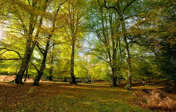 Картинка осень, лес, трава, деревья, склон