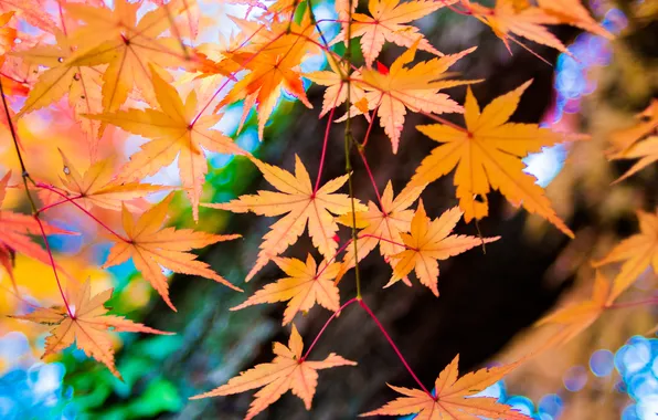Осень, листья, дерево, клен