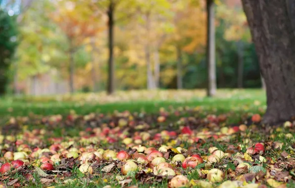 Осень, листья, дерево, яблоки, урожай, плоды