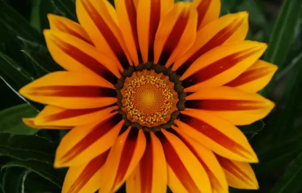 Картинка макро, жёлтый, Цветок, лепестки, flower, yellow, macro