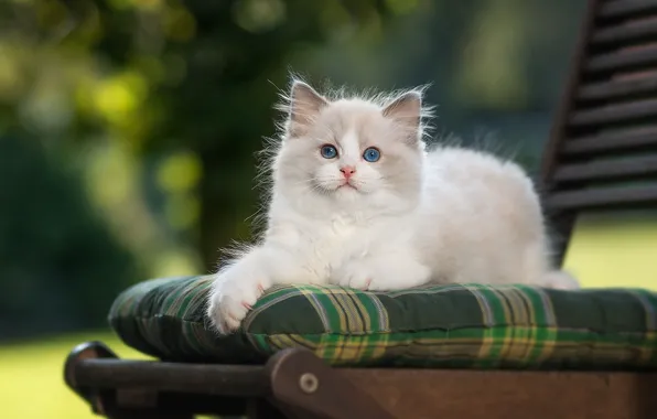 Кошка, природа, котенок, фон, пушистый, сад, стул, лежит
