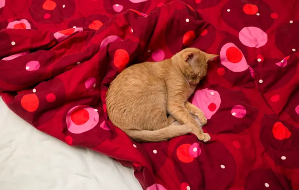 Кошка, кот, поза, уют, красное, отдых, узор, кровать