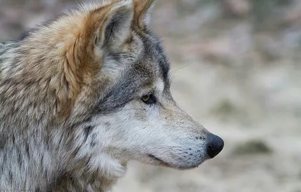 Картинка nature, predator, animal, wolf, wildlife, Canis lupus., portrait.