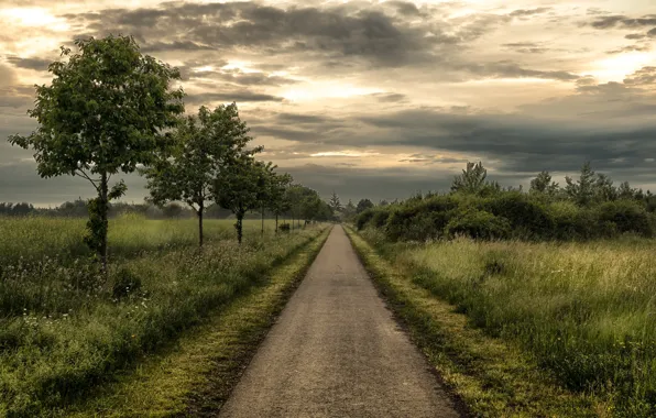 Дорога, деревья, вечер