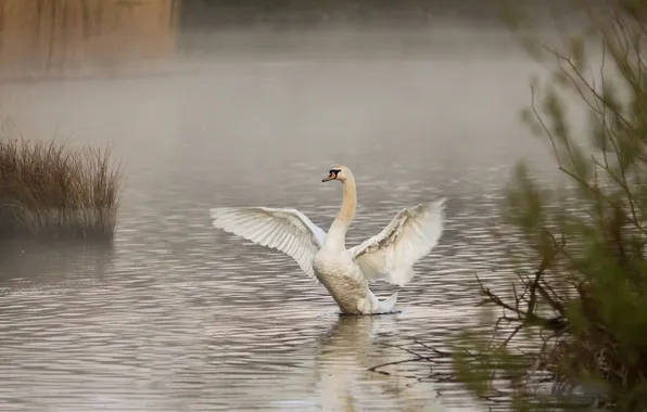 Картинка туман, озеро, утро, лебедь
