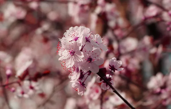 Flower, spring, twig