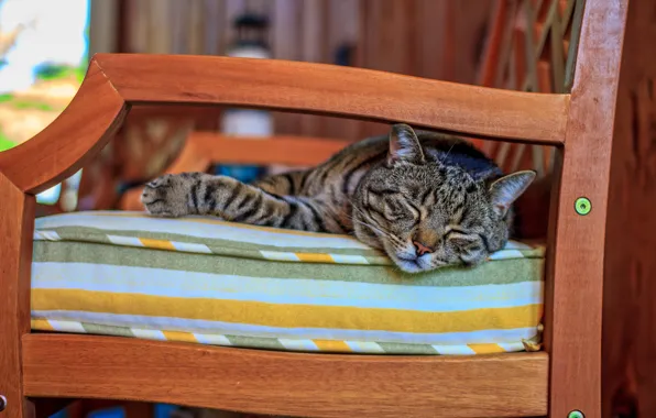 Кот, диван, животное, спит