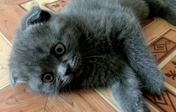 Котенок, вислоухий, шотландская