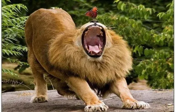 Animal, male, big cat, liolion.
