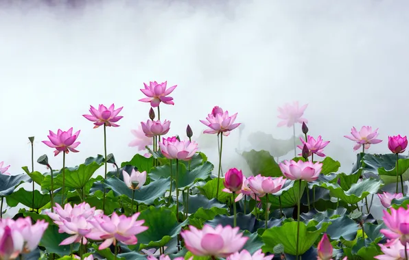 Картинка цветок, China, Китай, Lotus in the mist, Лотос в тумане, Фошань, Foshan