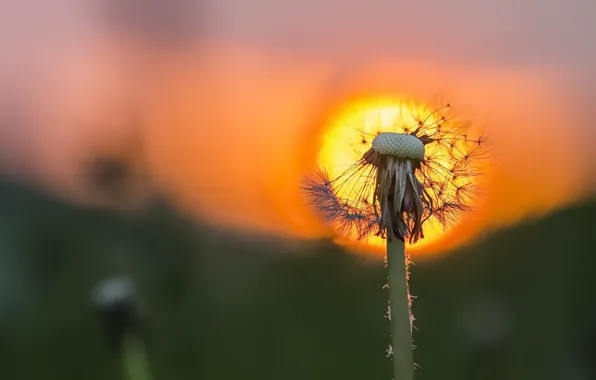 Свет, природа, одуванчик