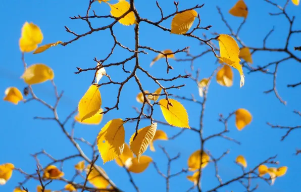 Небо, листья, природа, дерево, widescreen, обои, wallpaper, широкоформатные