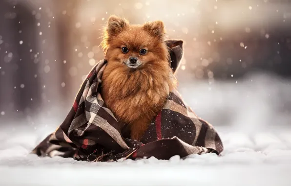 Картинка зима, взгляд, снег, собака, плед, мордашка, пёсик, Шпиц