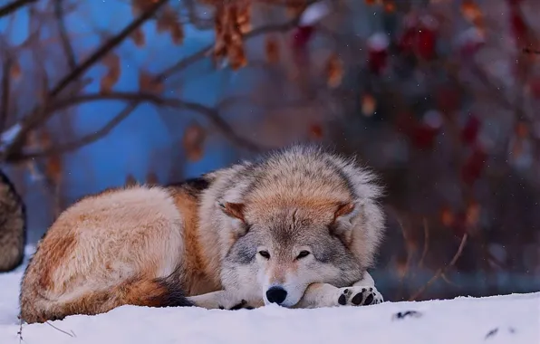 Картинка зима, лес, снег, животное, волк