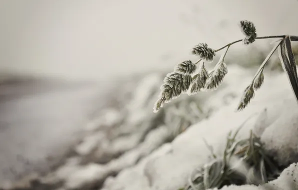 Картинка трава, макро, снег, природа