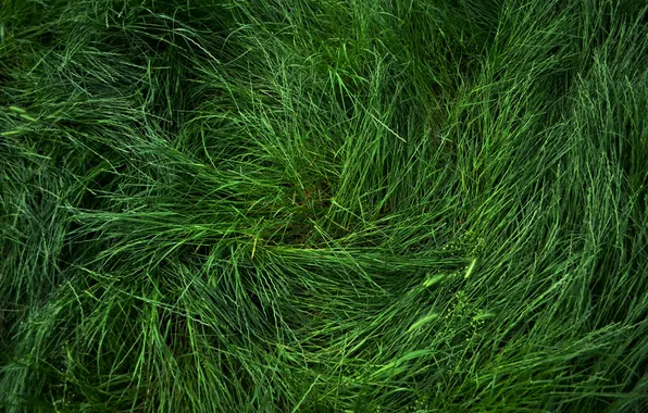 Картинка трава, весна, зеленое