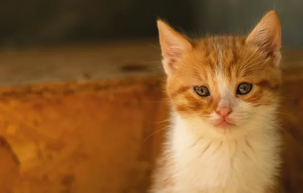 Кошка, взгляд, поза, котенок, портрет, рыжий, мордашка, рыжий фон
