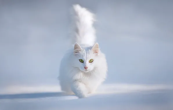 Картинка зима, кот, снег