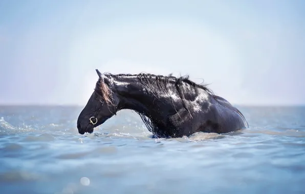 Картинка вода, конь, лошадь, купание, водные процедуры