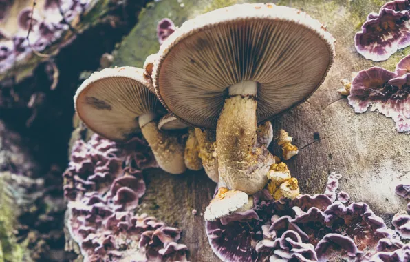 Wood, mushrooms, woodland