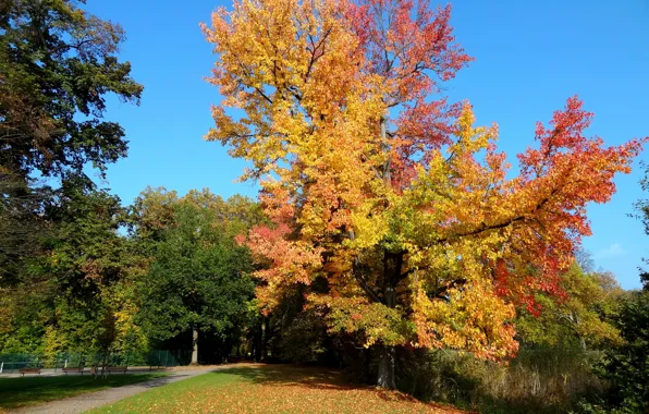 Картинка осень, деревья, листва, дорожка, Nature, trees, autumn, leaves