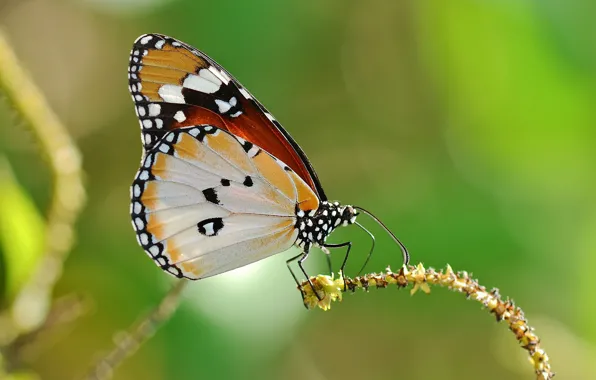 Картинка фон, бабочка, растение