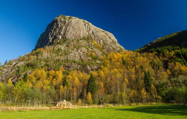 Лес, деревья, горы, природа